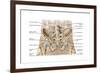 Anatomy of Human Pelvic Bone and Ligaments-null-Framed Art Print