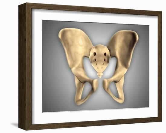 Anatomy of Human Pelvic Bone-null-Framed Art Print