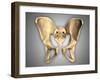 Anatomy of Human Pelvic Bone-null-Framed Art Print