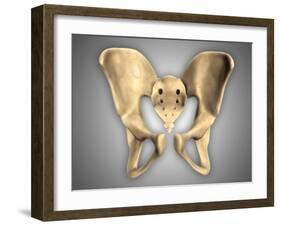 Anatomy of Human Pelvic Bone-null-Framed Art Print