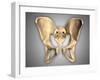 Anatomy of Human Pelvic Bone-null-Framed Art Print