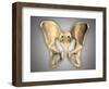 Anatomy of Human Pelvic Bone-null-Framed Art Print