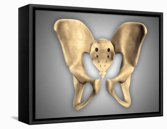 Anatomy of Human Pelvic Bone-null-Framed Stretched Canvas