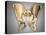Anatomy of Human Pelvic Bone-null-Stretched Canvas