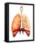 Anatomy of Human Respiratory System, Front View-Stocktrek Images-Framed Stretched Canvas