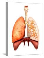 Anatomy of Human Respiratory System, Front View-Stocktrek Images-Stretched Canvas