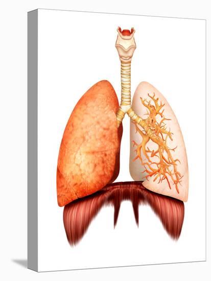 Anatomy of Human Respiratory System, Front View-Stocktrek Images-Stretched Canvas