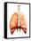 Anatomy of Human Respiratory System, Front View-Stocktrek Images-Framed Stretched Canvas