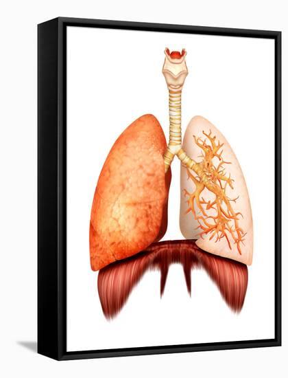 Anatomy of Human Respiratory System, Front View-Stocktrek Images-Framed Stretched Canvas