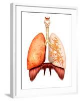 Anatomy of Human Respiratory System, Front View-Stocktrek Images-Framed Premium Photographic Print