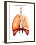 Anatomy of Human Respiratory System, Front View-Stocktrek Images-Framed Premium Photographic Print