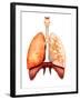 Anatomy of Human Respiratory System, Front View-Stocktrek Images-Framed Premium Photographic Print