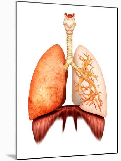 Anatomy of Human Respiratory System, Front View-Stocktrek Images-Mounted Premium Photographic Print