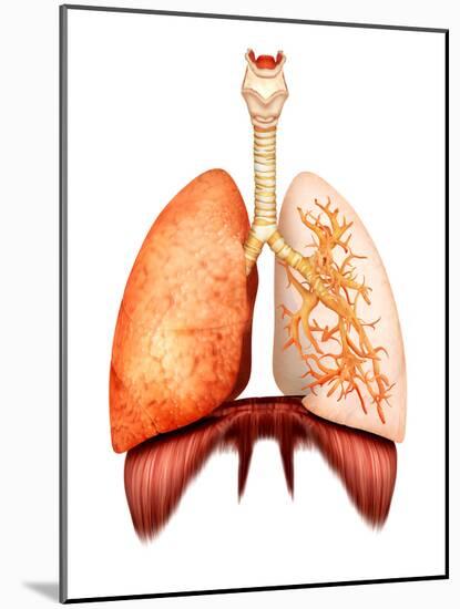 Anatomy of Human Respiratory System, Front View-Stocktrek Images-Mounted Photographic Print