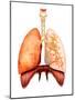 Anatomy of Human Respiratory System, Front View-Stocktrek Images-Mounted Photographic Print