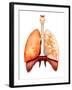 Anatomy of Human Respiratory System, Front View-Stocktrek Images-Framed Photographic Print