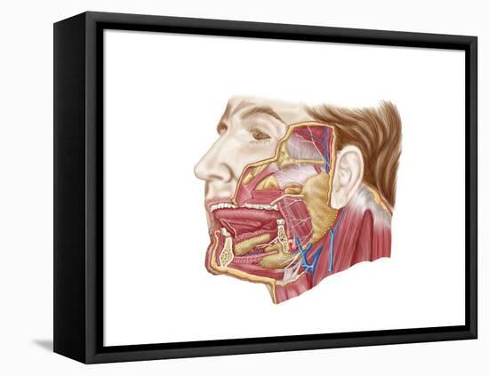 Anatomy of Human Salivary Glands-null-Framed Stretched Canvas