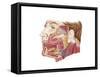 Anatomy of Human Salivary Glands-null-Framed Stretched Canvas