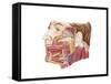 Anatomy of Human Salivary Glands-null-Framed Stretched Canvas