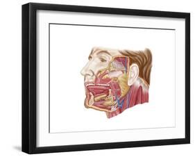 Anatomy of Human Salivary Glands-null-Framed Art Print