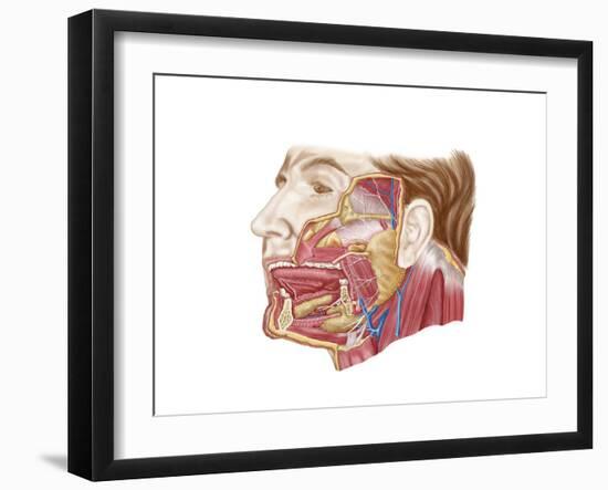 Anatomy of Human Salivary Glands-null-Framed Art Print