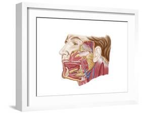 Anatomy of Human Salivary Glands-null-Framed Art Print