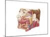 Anatomy of Human Salivary Glands-null-Mounted Art Print