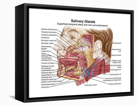 Anatomy of Human Salivary Glands-null-Framed Stretched Canvas