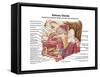 Anatomy of Human Salivary Glands-null-Framed Stretched Canvas