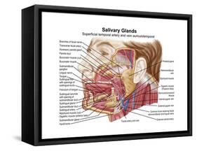 Anatomy of Human Salivary Glands-null-Framed Stretched Canvas