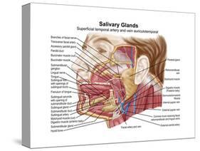 Anatomy of Human Salivary Glands-null-Stretched Canvas