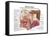 Anatomy of Human Salivary Glands-null-Framed Stretched Canvas