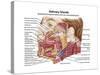 Anatomy of Human Salivary Glands-null-Stretched Canvas