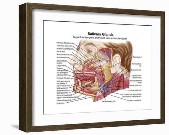 Anatomy of Human Salivary Glands-null-Framed Art Print