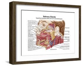 Anatomy of Human Salivary Glands-null-Framed Art Print