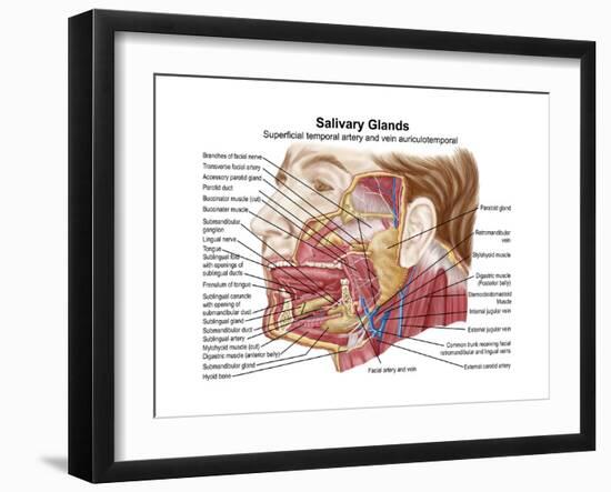 Anatomy of Human Salivary Glands-null-Framed Art Print