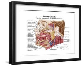 Anatomy of Human Salivary Glands-null-Framed Art Print