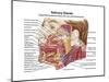 Anatomy of Human Salivary Glands-null-Mounted Art Print