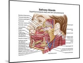 Anatomy of Human Salivary Glands-null-Mounted Art Print