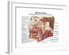 Anatomy of Human Salivary Glands-null-Framed Art Print