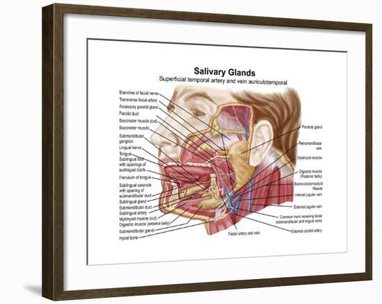 Anatomy of Human Salivary Glands-null-Framed Art Print