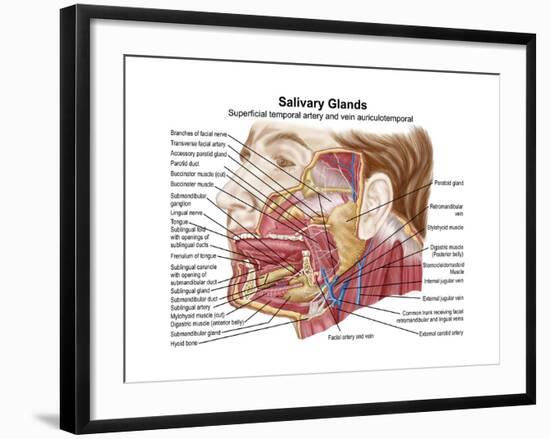 Anatomy of Human Salivary Glands-null-Framed Art Print