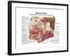 Anatomy of Human Salivary Glands-null-Framed Art Print