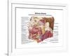 Anatomy of Human Salivary Glands-null-Framed Art Print