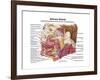 Anatomy of Human Salivary Glands-null-Framed Art Print