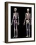 Anatomy of human skeleton with veins and arteries, on black background.-Leonello Calvetti-Framed Art Print