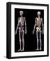 Anatomy of human skeleton with veins and arteries, on black background.-Leonello Calvetti-Framed Art Print