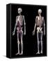 Anatomy of human skeleton with veins and arteries, on black background.-Leonello Calvetti-Framed Stretched Canvas