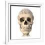 Anatomy of Human Skull, Cutaway View with Half Brain Showing-null-Framed Art Print