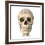 Anatomy of Human Skull, Cutaway View with Half Brain Showing-null-Framed Art Print